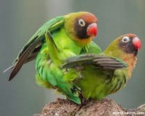 Black Cheeked Lovebird