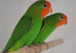 طوطی کوتوله صورت قرمز
