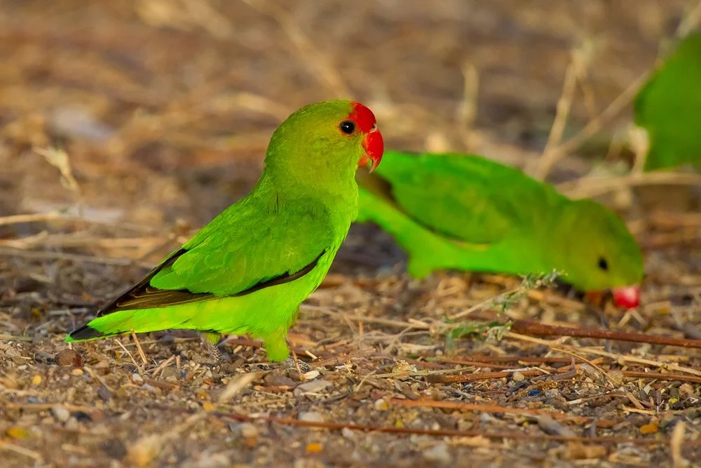 مرغ عشق بال سیاه