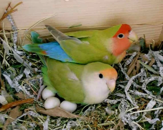 مراقبت از تخم و جوجه طوطی کوتوله